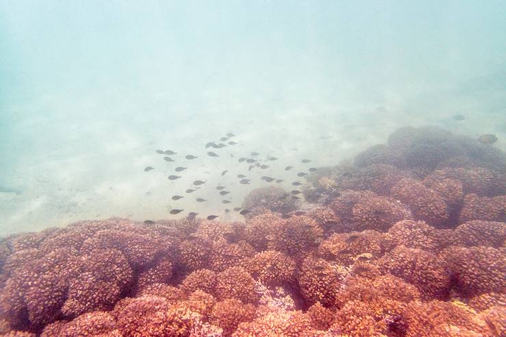 Îles Daymaniyat - Oman © gdefilip - stock.adobe.com