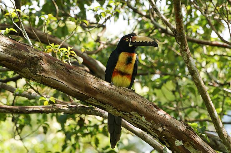 Parc national de Soberania - Panama © Bkamprath/iStock /Getty Images Plus