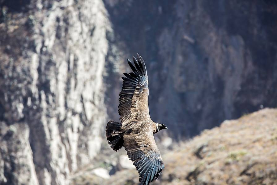 Canyon de Colca - Pérou © vitmark / Fotolia