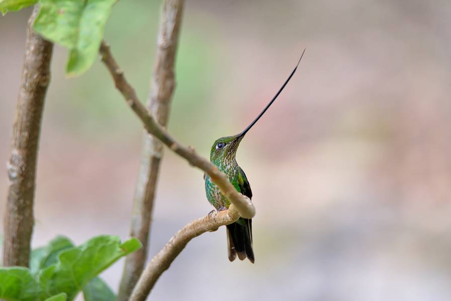 Amazonas - Pérou © Bob Balestri/Getty Images/iStockphoto