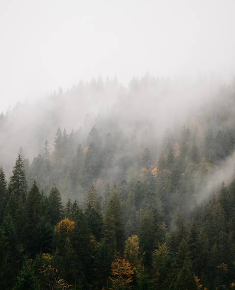 Forêt de Bialowieza - Podlachie - Pologne © 4Max/stock.adobe.com