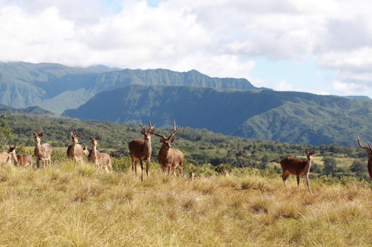 Sainte-Anne - Réunion © Droits reservés