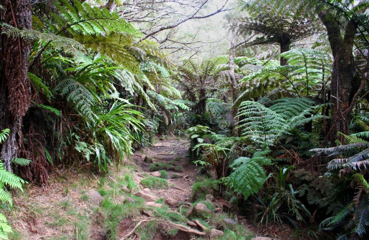 Forêt de Bélouve - Salazie - La Réunion © Emilie Pericat et Marianne Hourcade