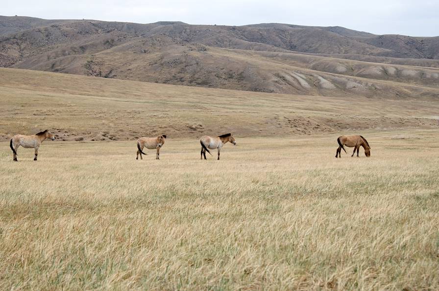 Parc national Khustain-Nuruu - Mongolie © Fotolia