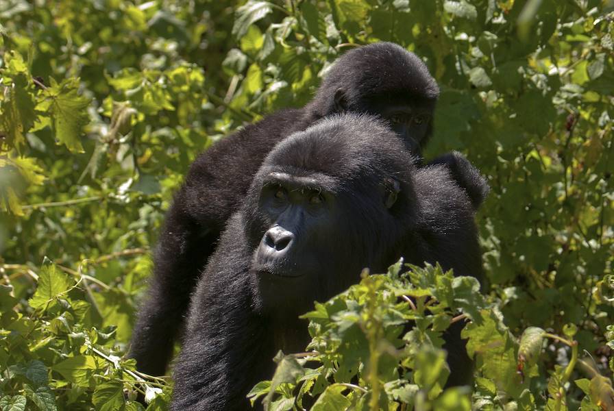 Rwanda © Bkamprath/Getty Images/iStockphoto