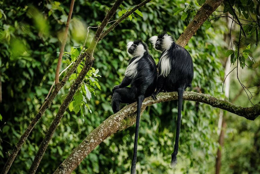 Nyungwe - Rwanda © Rupert Peace