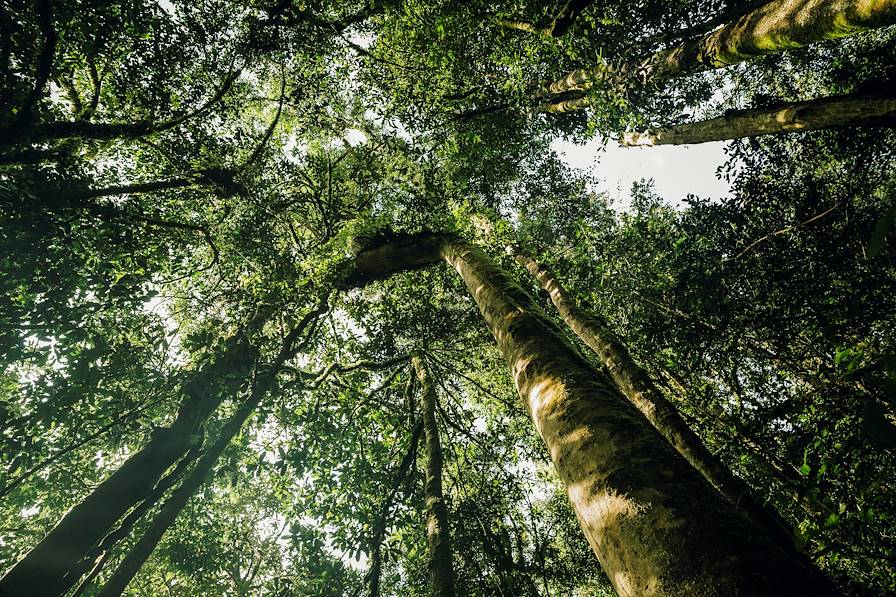 Nyungwe - Rwanda © Rupert Peace