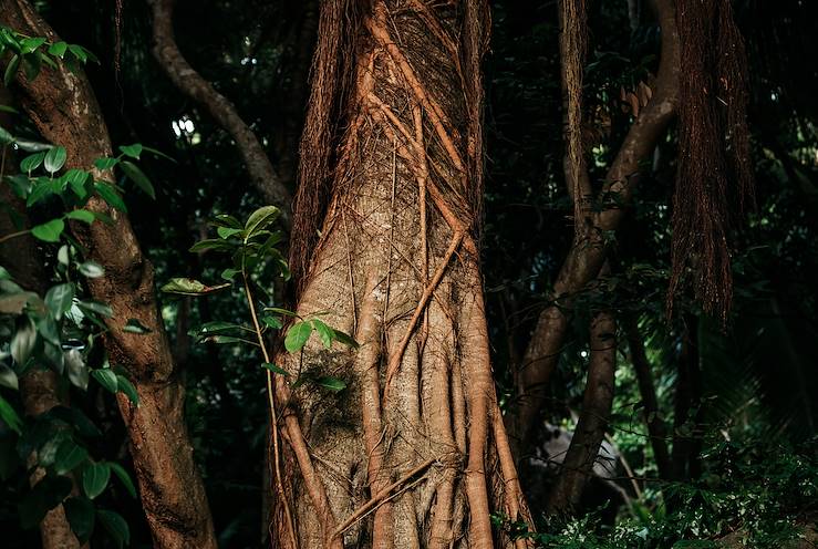 Seychelles © Vanessa Martin