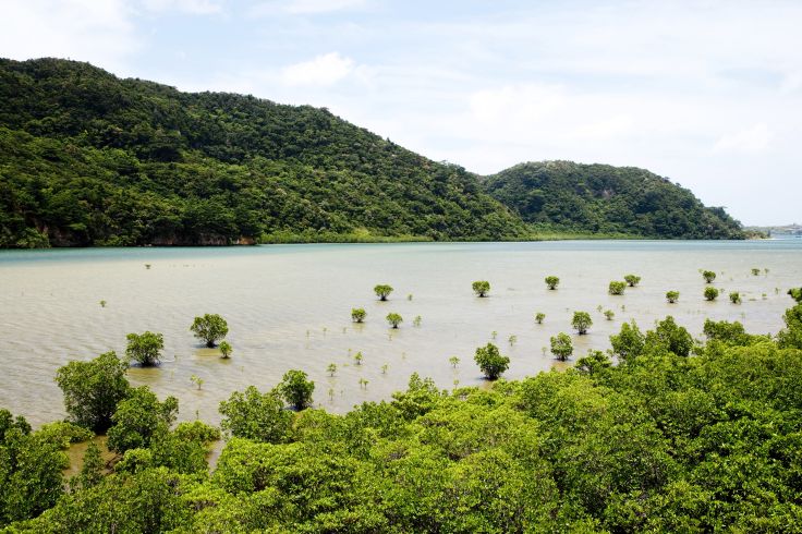 Iriomote-jima - japon © Getty Images/iStockphoto