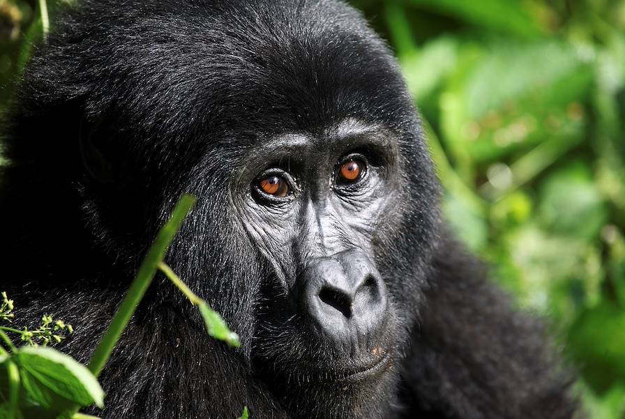 Bwindi - Ouganda © Alexander / Fotolia