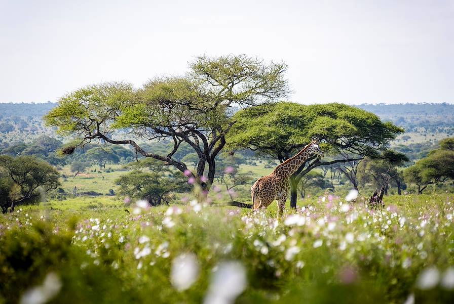 Tanzanie © Droits réservés