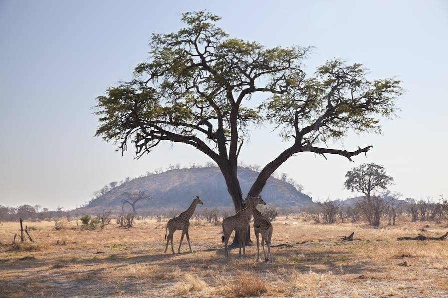 Tanzanie © Papa Bravo - stock.adobe.com