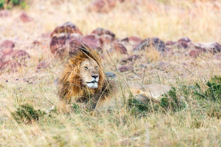 Tanzanie © Alexander Shalamov/BlueOrange Studio/stock.adobe.com