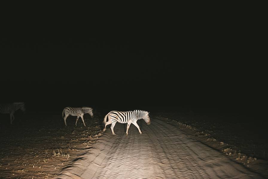 Zèbre - Tanzanie © Un Cercle