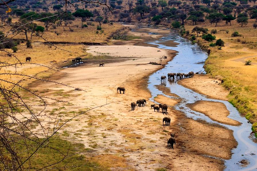 Tarangire - Tanzanie © olyasolodenko - stock.adobe.com