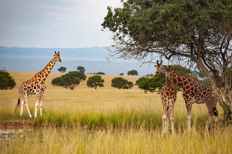 Parc national Murchison Falls - Ouganda © tschuma417/Getty Images/iStockphoto