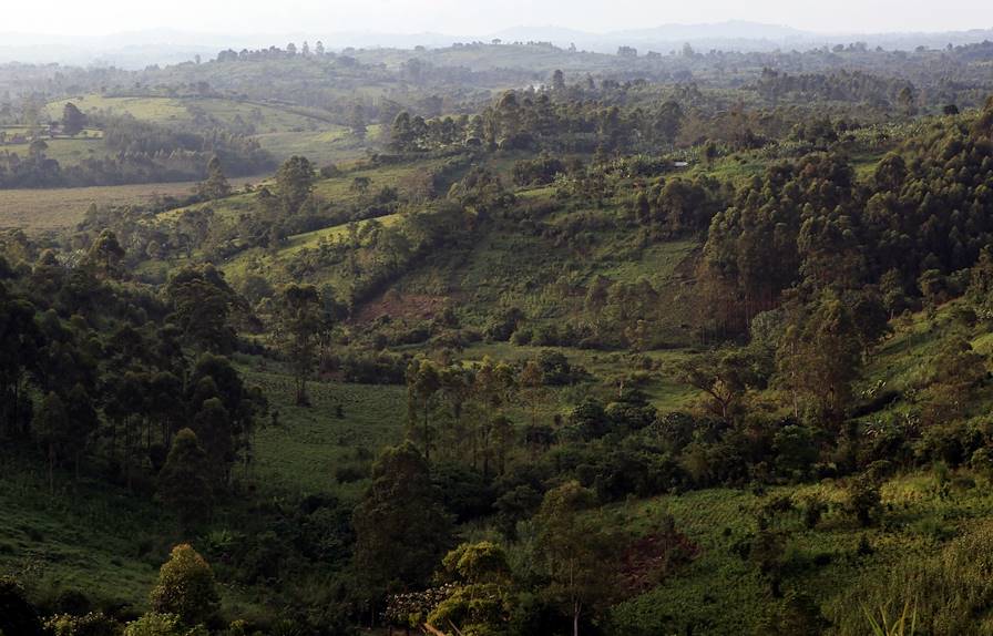 Parc national de Kibale - Ouganda © Alexander/Fotolia