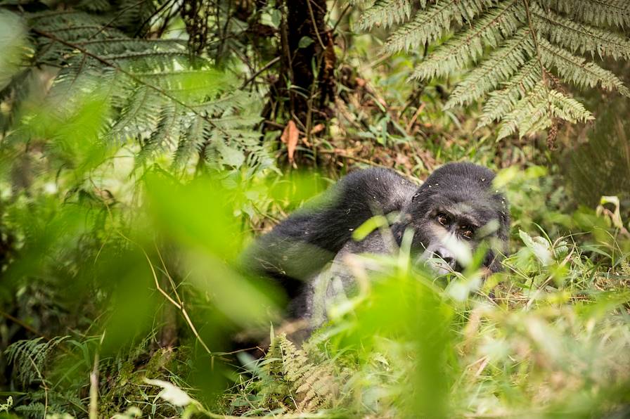 Forêt impénétrable de Bwindi - Ouganda © Andreas Hub/LAIF-REA