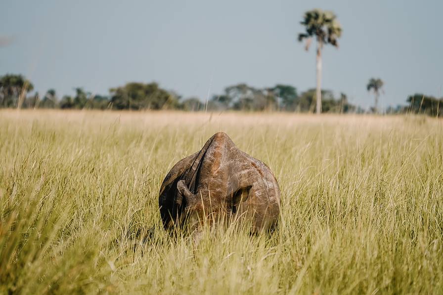 Rhinocéros © JoseAntonio/stock.adobe.com