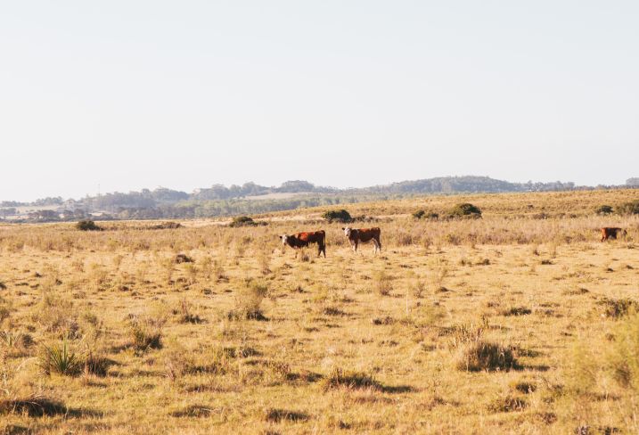 Uruguay © facundo ruiz/EyeEm - stock.adobe.com