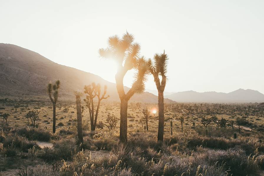 Joshua Tree - Etats-Unis © Zoé Fidji