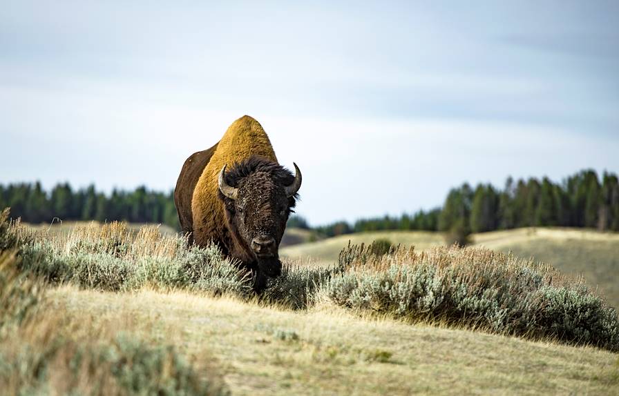 Parc national de Yellowstone - Etats-Unis © mayur_gala777/Getty Images/iStockphoto