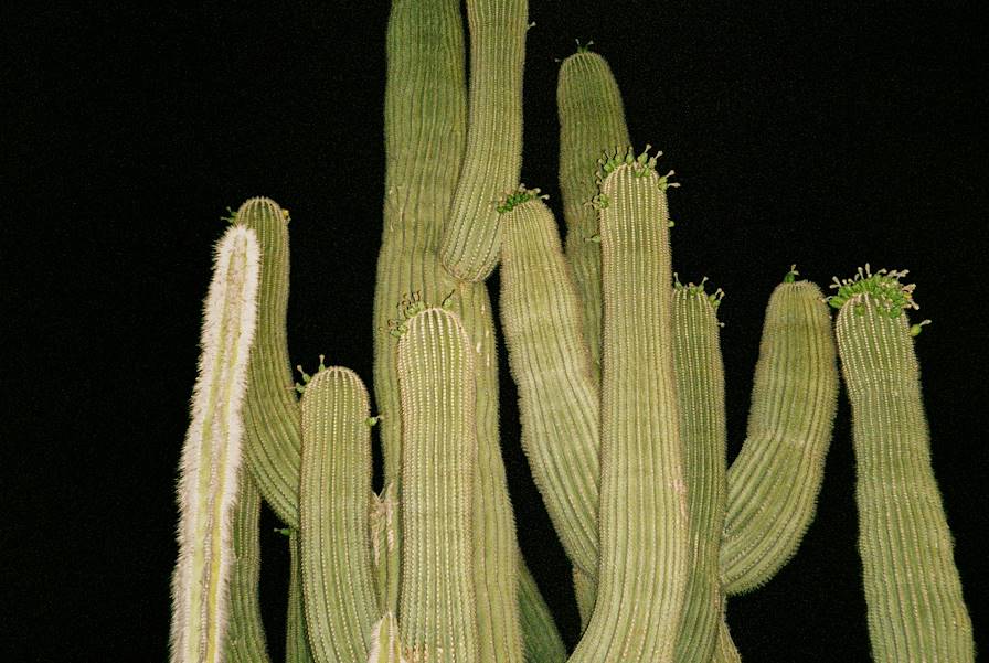 Cactus - Etats-Unis © Julia Nimke