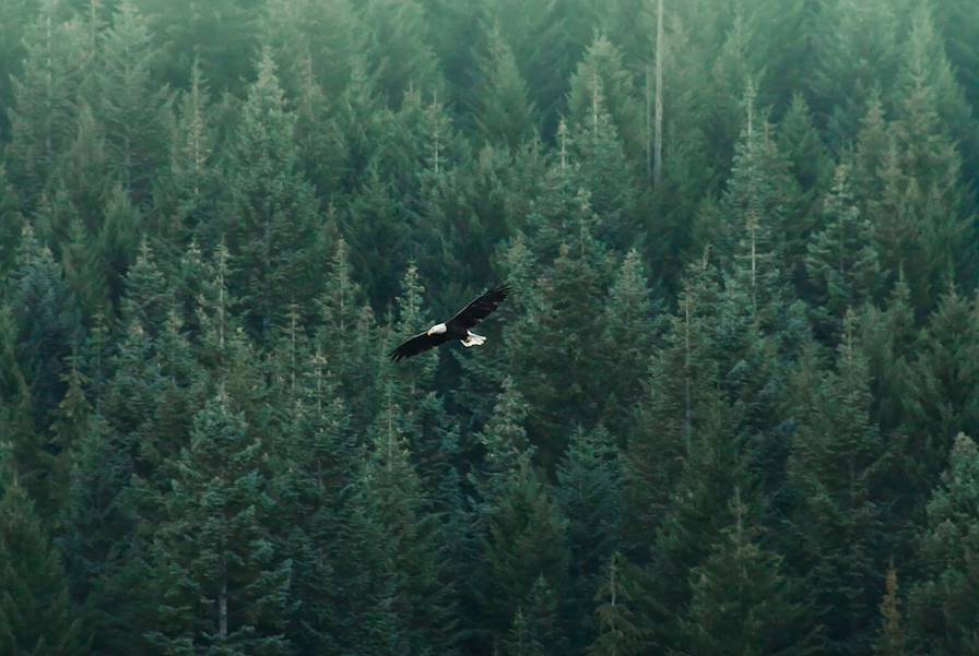 Forêt - Oregon - Etats-Unis © Adam Bixby / Unsplash.com