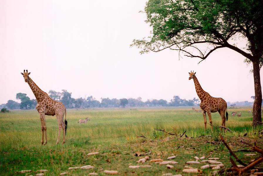 Delta du fleuve Okavango - Botswana © Andreas Hub/LAIF-REA