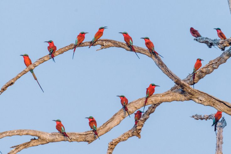 Lower Zambezi National Park - Zambie © Droits reservés