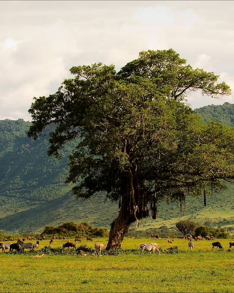 Voyages itinérants Tanzanie - Zanzibar - Arusha - Karatu - Serengeti - Stone Town