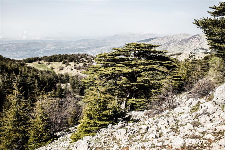 mariage aux cèdres du Liban