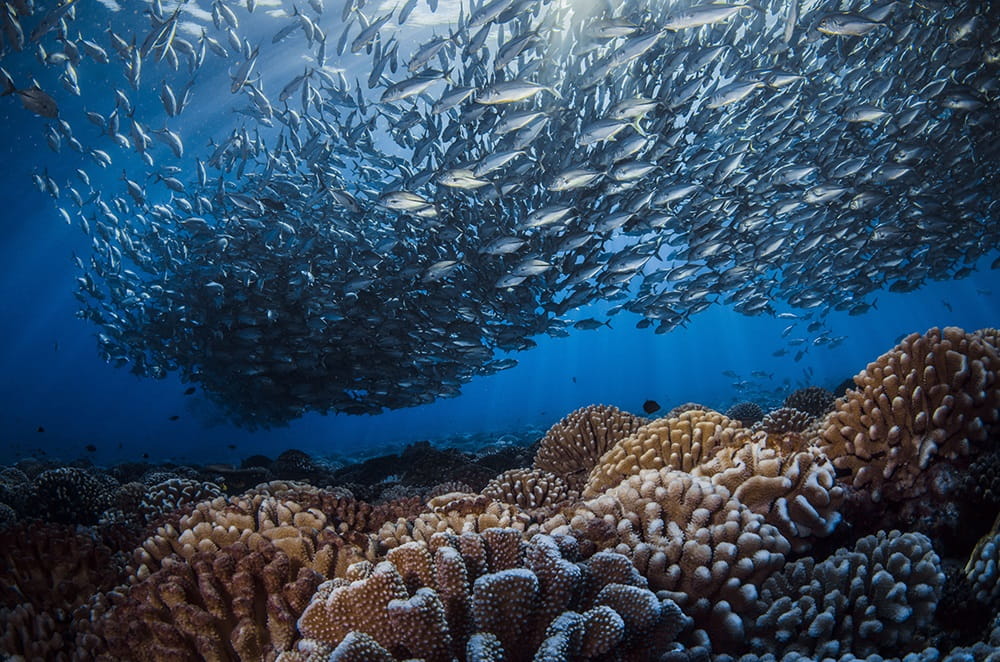 Fonds marins de Farakava