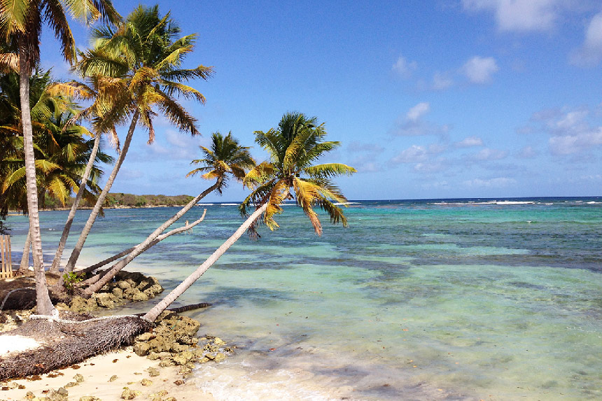 Toile de fond d'été pour photographie avec plage tropicale et île  hawaïenne, palmiers pour enfants